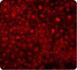 此時此刻，熒光顯微鏡成為病毒研究的一大法寶