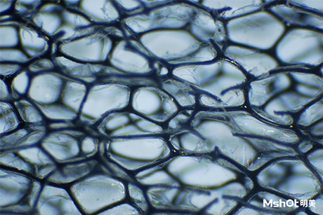 顯微鏡下的日常用品，你還能認出它們嗎？