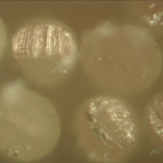 三笑牙刷采用明美金相顯微鏡用于產(chǎn)品檢測