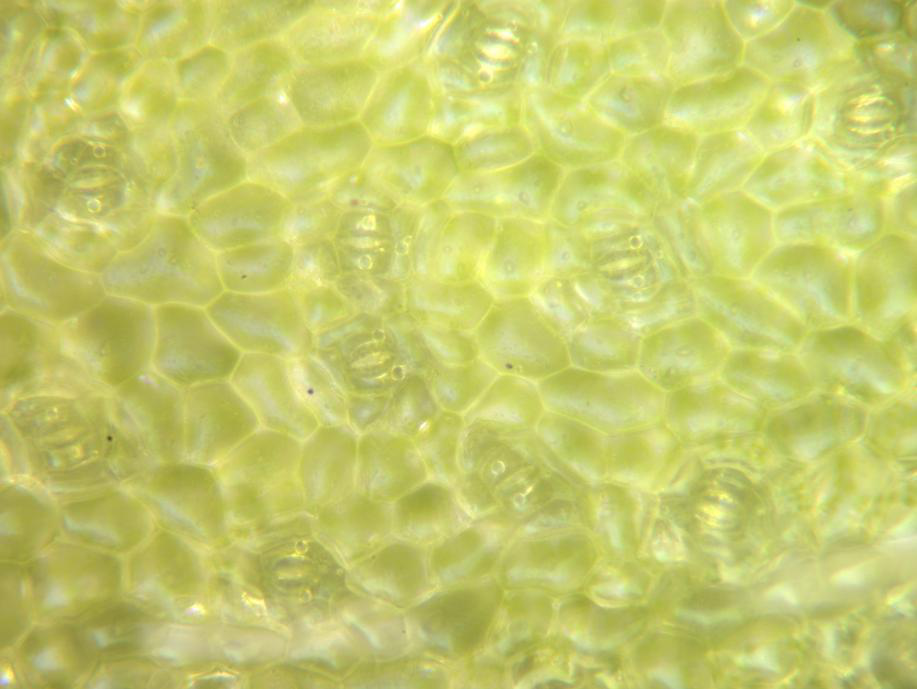 科普小知識：樹葉氣孔及顯微鏡下氣孔圖
