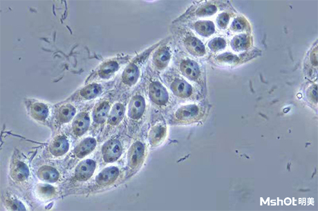 洞察微觀之美，細胞也說