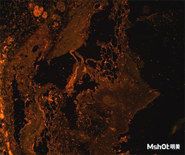 明美顯微鏡相機(jī)