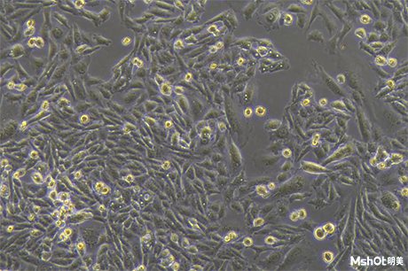 明美倒置顯微鏡助力病毒包裝服務