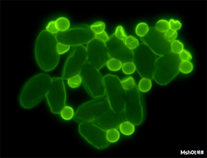 熒光顯微鏡應用于水質(zhì)