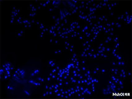 熒光顯微鏡看細胞