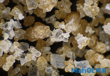 倒置顯微鏡下的板藍根粉末