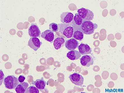 明美顯微鏡相機助力深圳市婦幼保健院檢驗科骨髓觀察