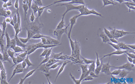 明美倒置顯微鏡助力中南大學湘雅醫(yī)學院活細胞觀察