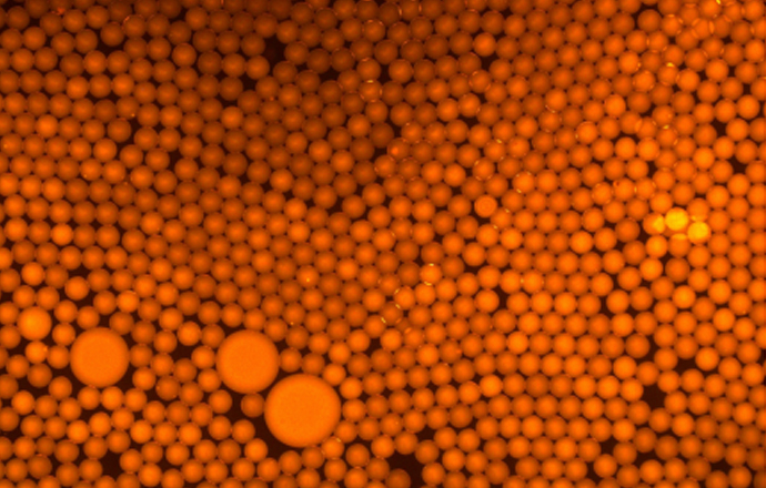 觀察磁珠熒光樣品用什么顯微鏡呢？