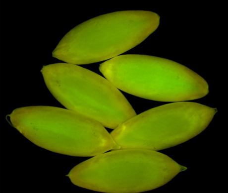 不同顯微鏡下的種子，您見過嗎？