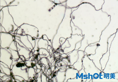 顯微鏡相機下的艾絨