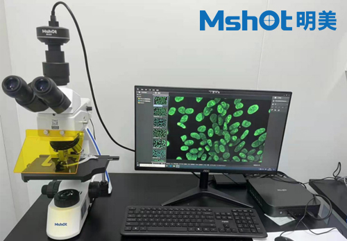 熒光生物顯微鏡用于臍帶血間充質(zhì)干細胞檢測