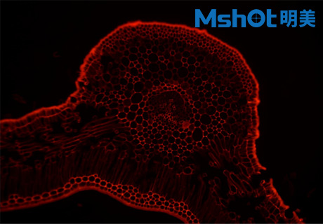 生物顯微鏡ML51-M觀察染色酵母菌