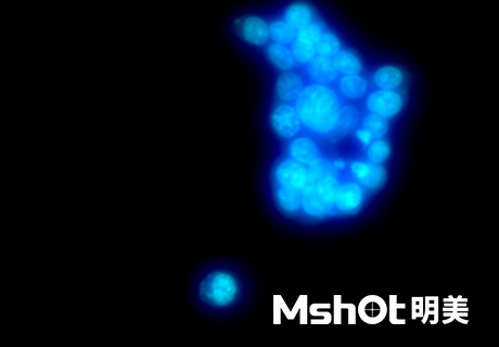 明美顯微鏡應用于支原體和衣原體檢測