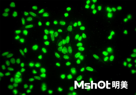 明美顯微鏡應用于支原體和衣原體檢測