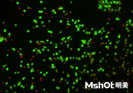 顯微鏡下的細菌