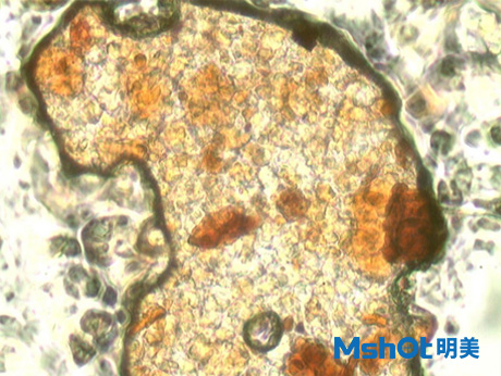 巧克力在顯微鏡下長什么樣子？