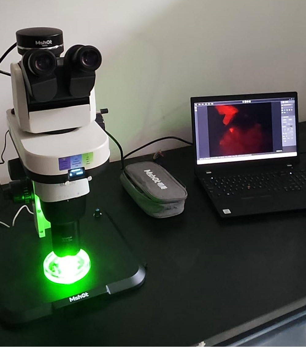 體視熒光顯微鏡應用于植物和種子篩查|應用百科