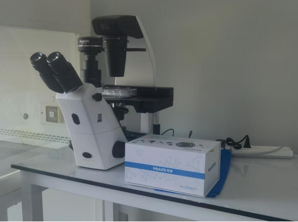 倒置顯微鏡應用于細胞治療|應用百科