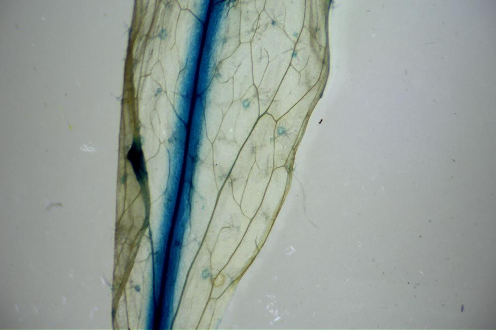 植物鑒定如何選擇顯微鏡？|應用百科