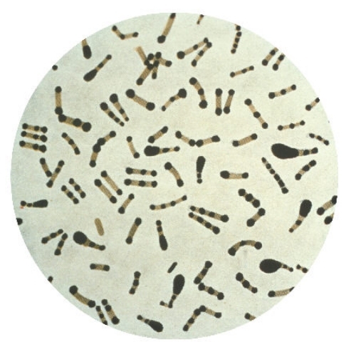 顯微鏡下的棒狀桿菌|應用百科