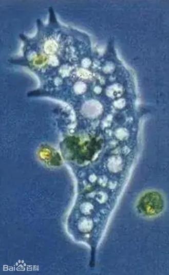 顯微鏡用于變形桿菌觀察|應用百科