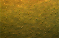 ���� DIC�@΢�DƬ