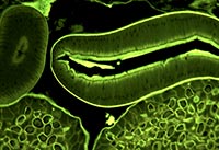 �{ɫ�ɹ�ģ�K�Ĕz�ğɹ��@΢�DƬ