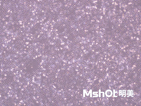明美助力活細胞研究人員輕松拍攝貼壁活細胞相差圖像，讓活細胞顯微圖像獲取不再昂貴