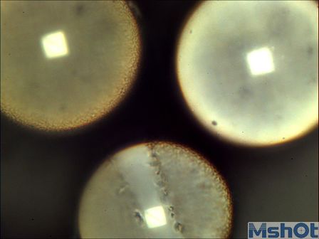 金相顯微鏡應(yīng)用于檢測反光材料