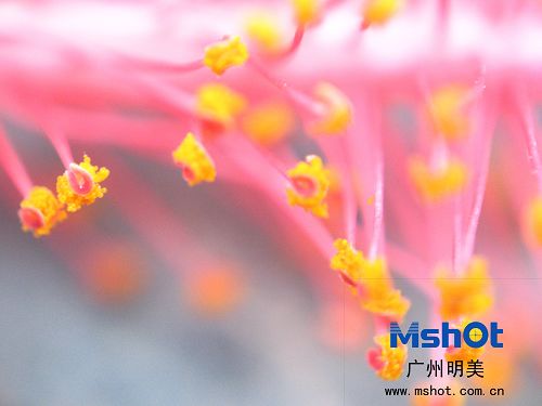 顯微鏡數(shù)碼相機(jī)