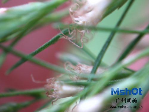 顯微數(shù)碼相機(jī)