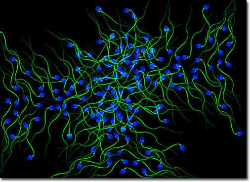 數(shù)碼成像系統(tǒng)在精子檢測(cè)中的應(yīng)用 數(shù)碼成像系統(tǒng)在精子檢測(cè)中的應(yīng)用