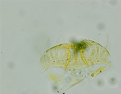 高像素CCD和蔡司顯微鏡的完美組合